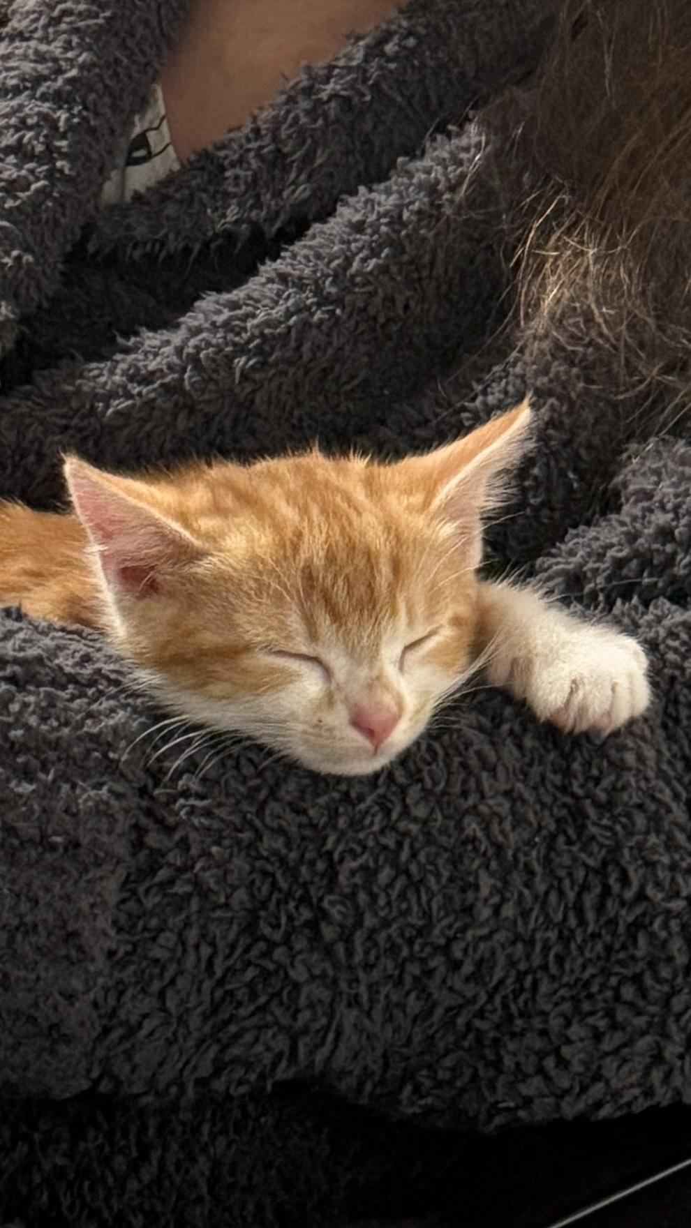 Apollo, a Adoptable Domestic Short Hair in Waxhaw, NC image 3/4