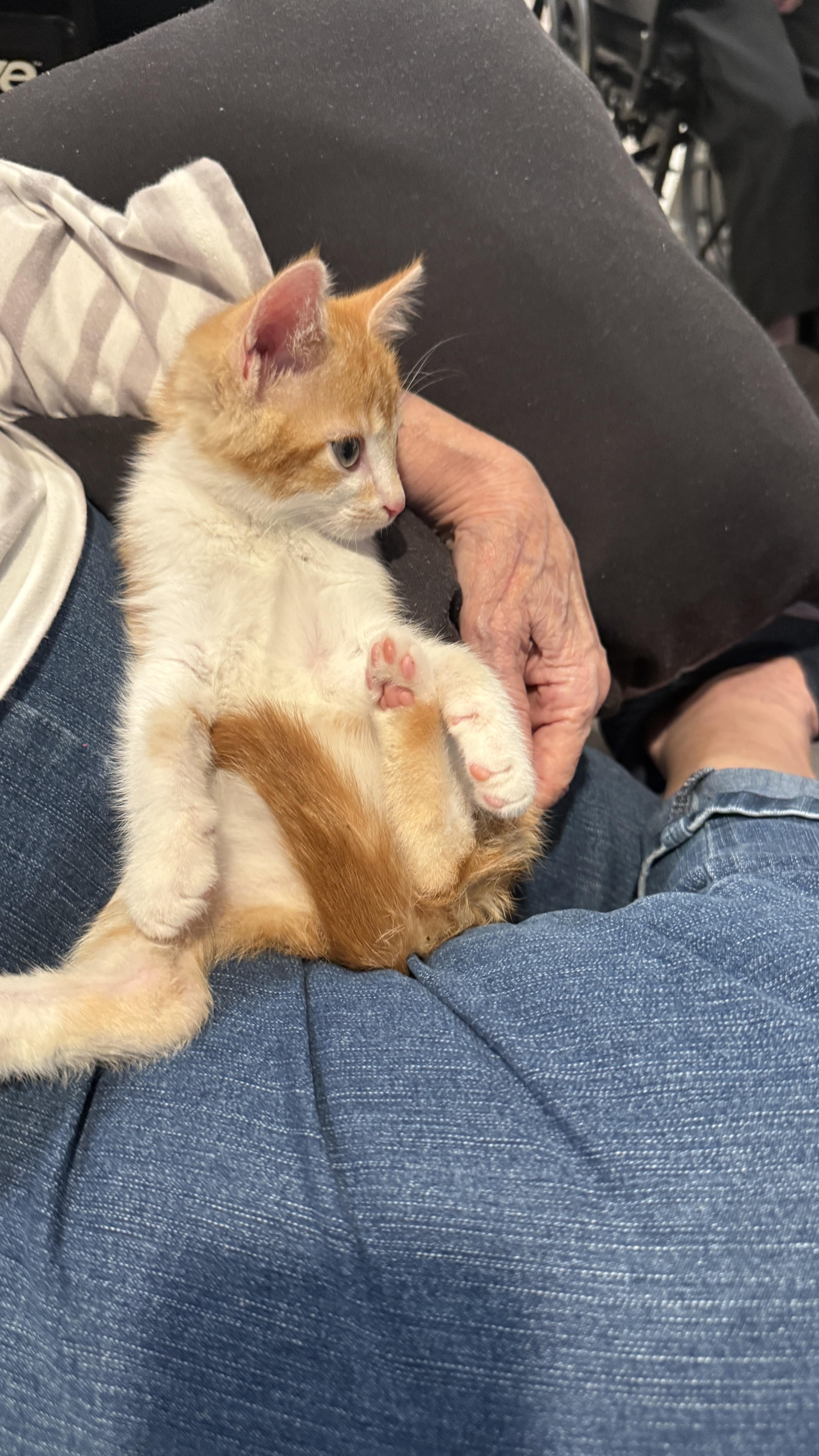 Apollo, a Adoptable Domestic Short Hair in Waxhaw, NC image 4/4