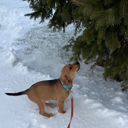 Brady, Adoptable, Puppy Male Hound.