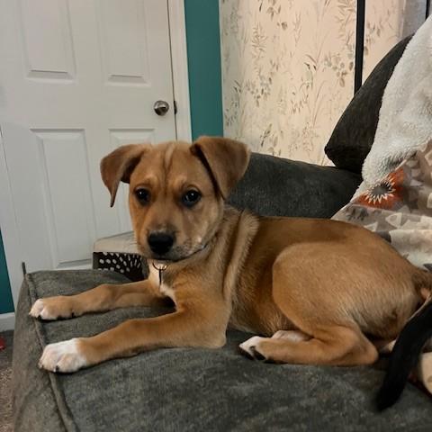 Brady, a Adoptable mixed breed in Albany, NY image 2/6