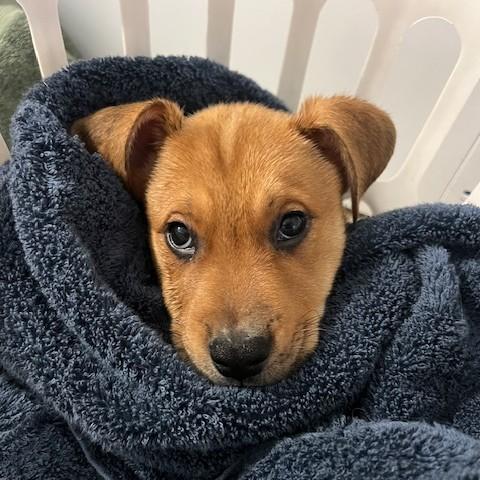 Brady, a Adoptable mixed breed in Albany, NY image 3/6