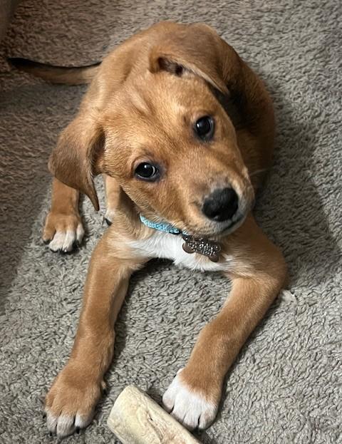 Brady, a Adoptable mixed breed in Albany, NY image 4/6
