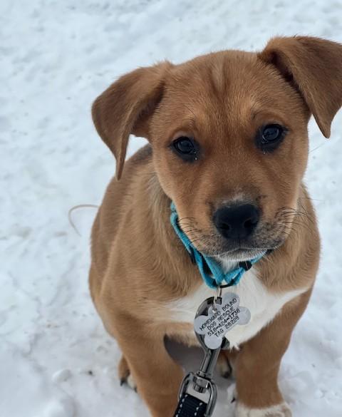 Brady, a Adoptable mixed breed in Albany, NY image 6/6