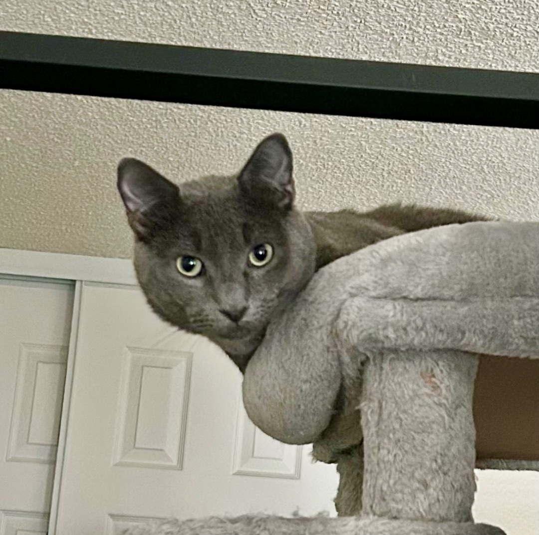 Drogo, a Adoptable Russian Blue in Tustin, CA image 1/5