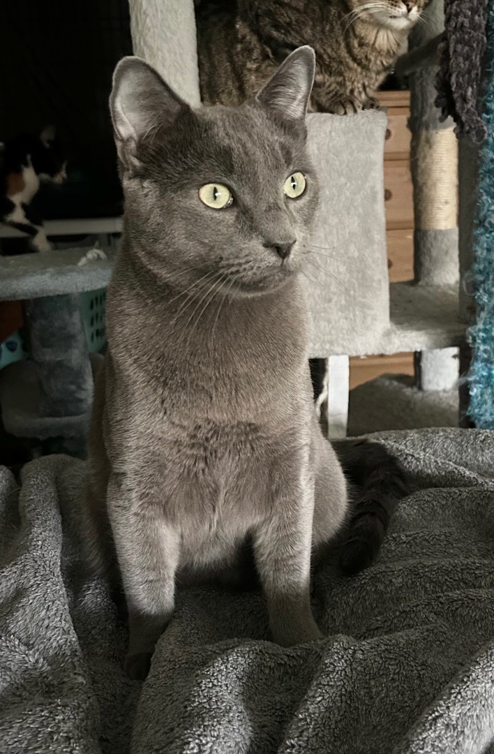 Drogo, a Adoptable Russian Blue in Tustin, CA image 2/5
