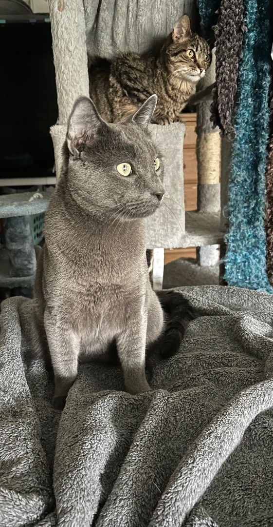 Drogo, a Adoptable Russian Blue in Tustin, CA image 3/5
