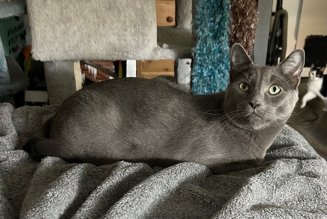 Drogo, a Adoptable Russian Blue in Tustin, CA image 4/5