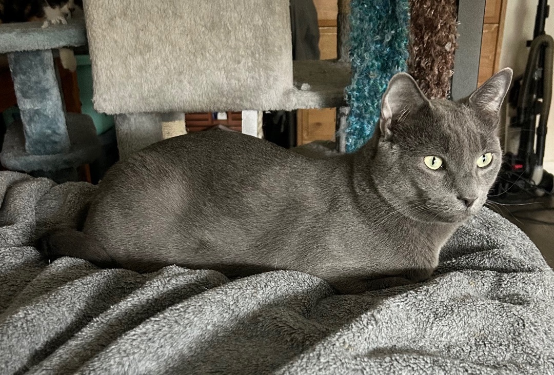 Drogo, a Adoptable Russian Blue in Tustin, CA image 5/5