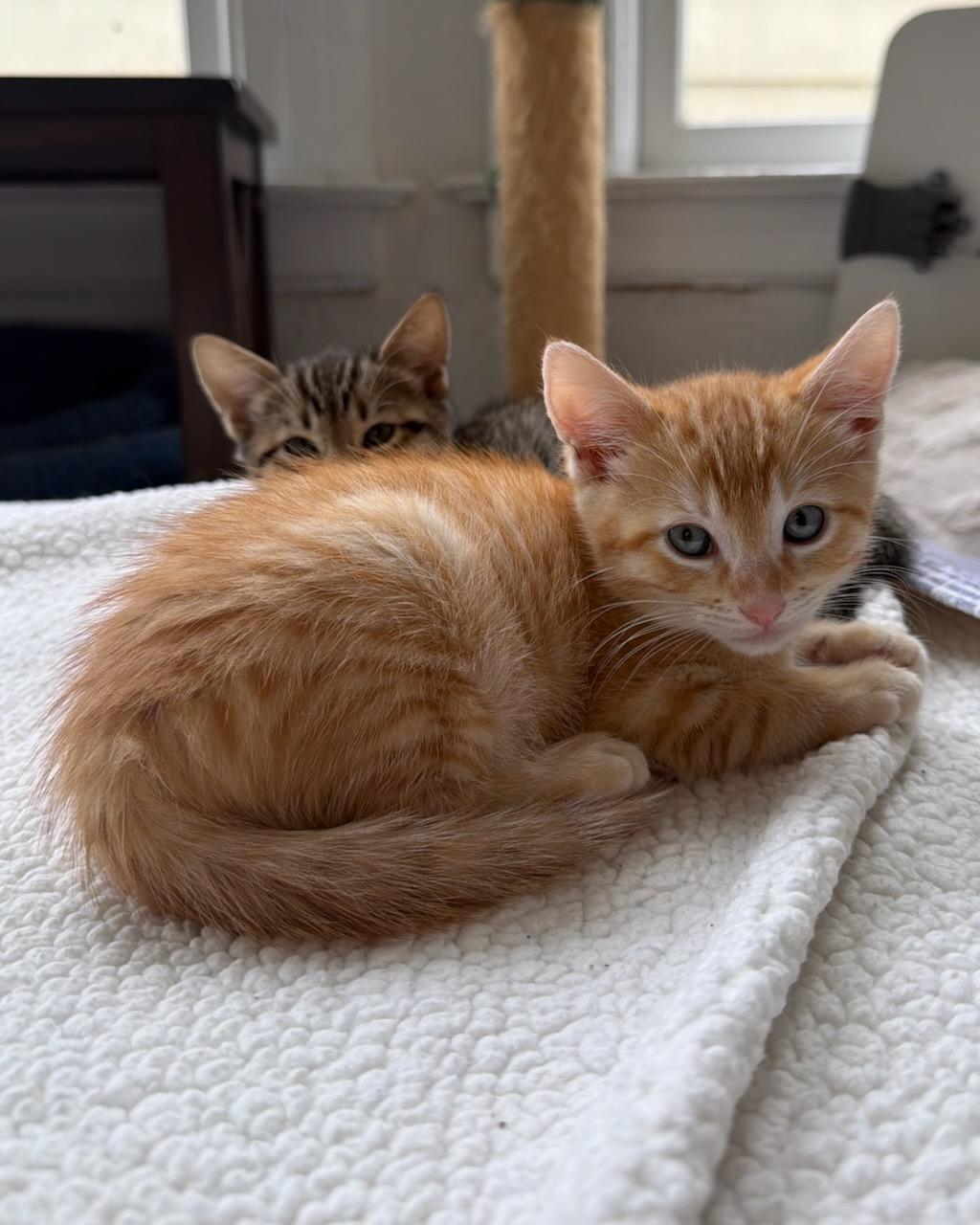 Donut (bonded with Munchkin), Adopted, Young Male Domestic Short Hair.