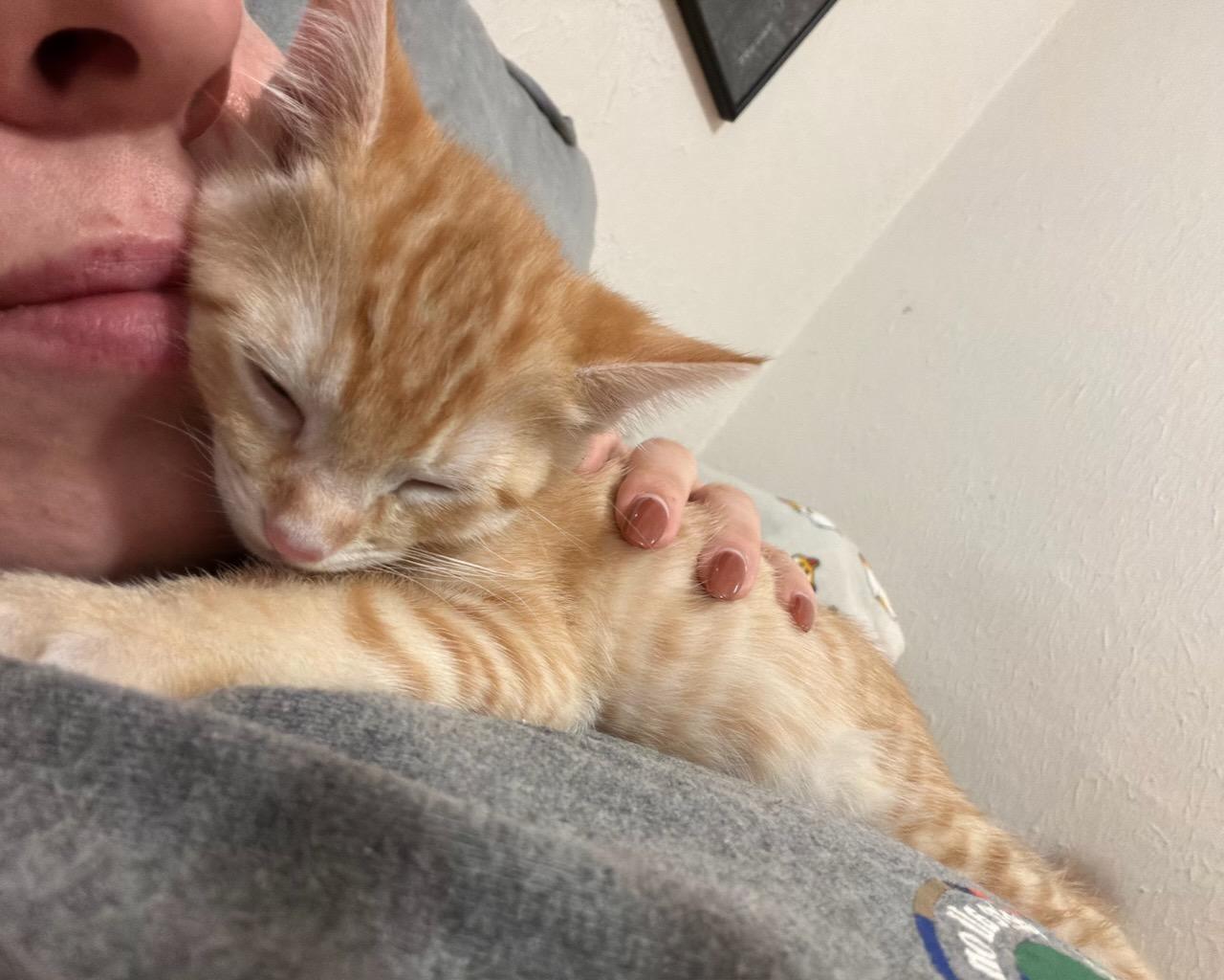 Donut (bonded with Munchkin), a Adopted Domestic Short Hair in San Francisco, CA image 2/6