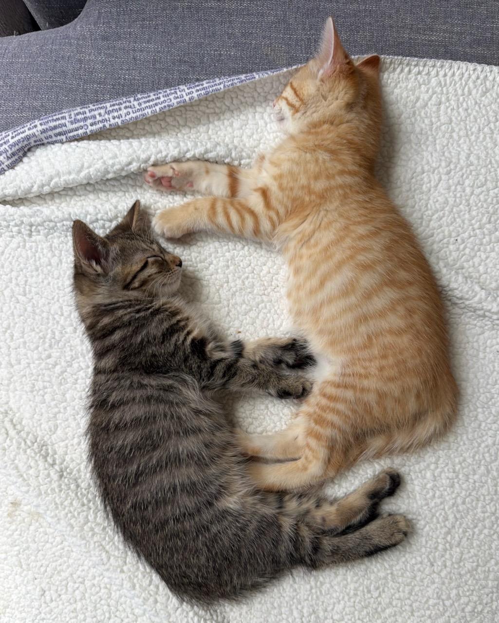 Donut (bonded with Munchkin), a Adopted Domestic Short Hair in San Francisco, CA image 3/6