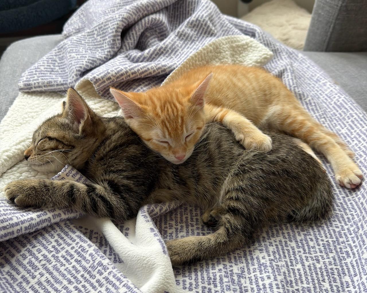 Donut (bonded with Munchkin), a Adopted Domestic Short Hair in San Francisco, CA image 4/6