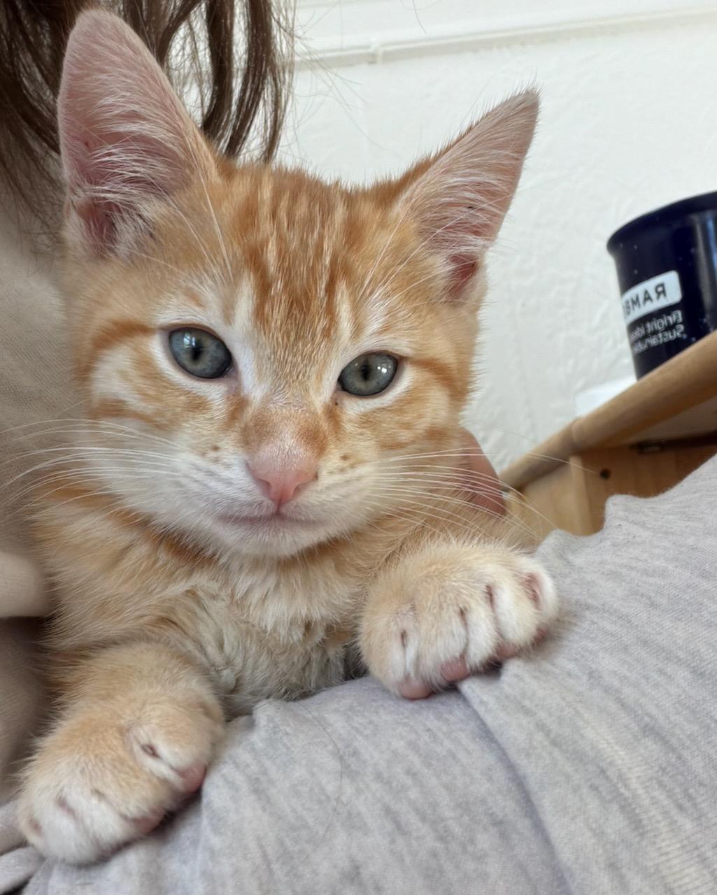 Donut (bonded with Munchkin), a Adopted Domestic Short Hair in San Francisco, CA image 6/6