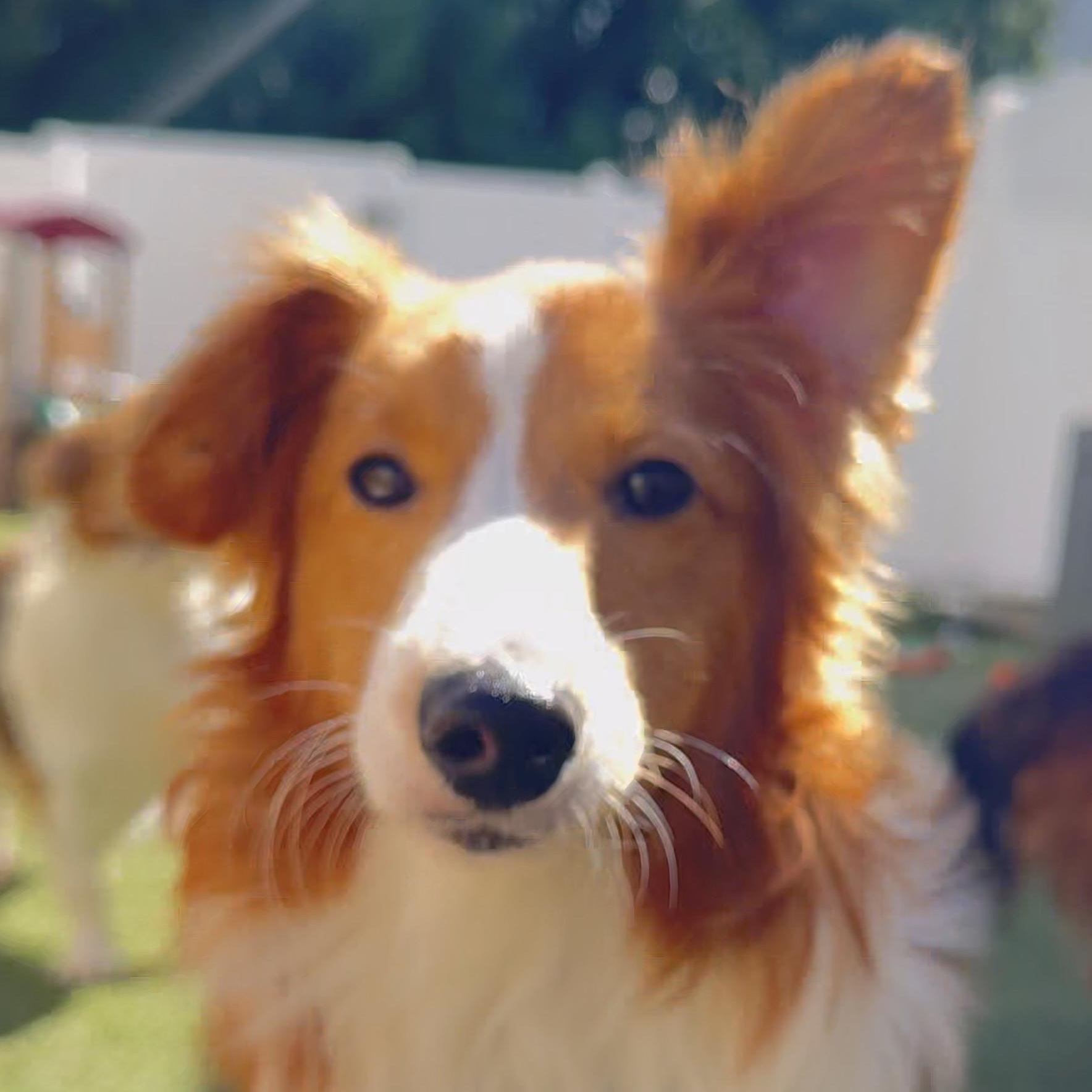 Cloud, adoptable, Young Male Shetland Sheepdog / Sheltie & Papillon.