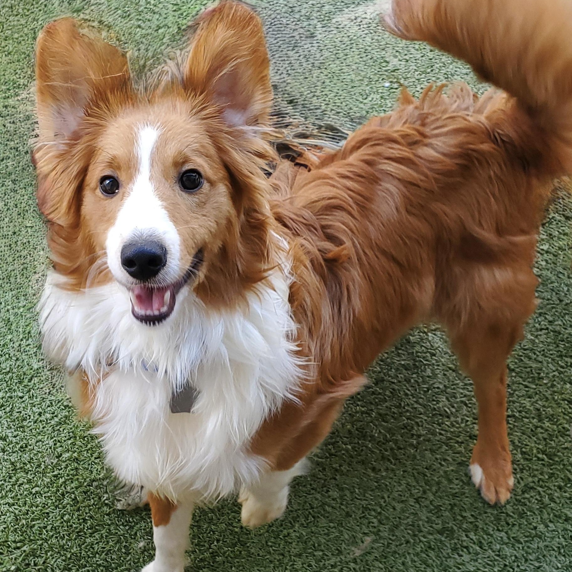 Cloud, an adoptable Shetland Sheepdog / Sheltie, Papillon in Charlotte, NC, 28210 | Photo Image 6