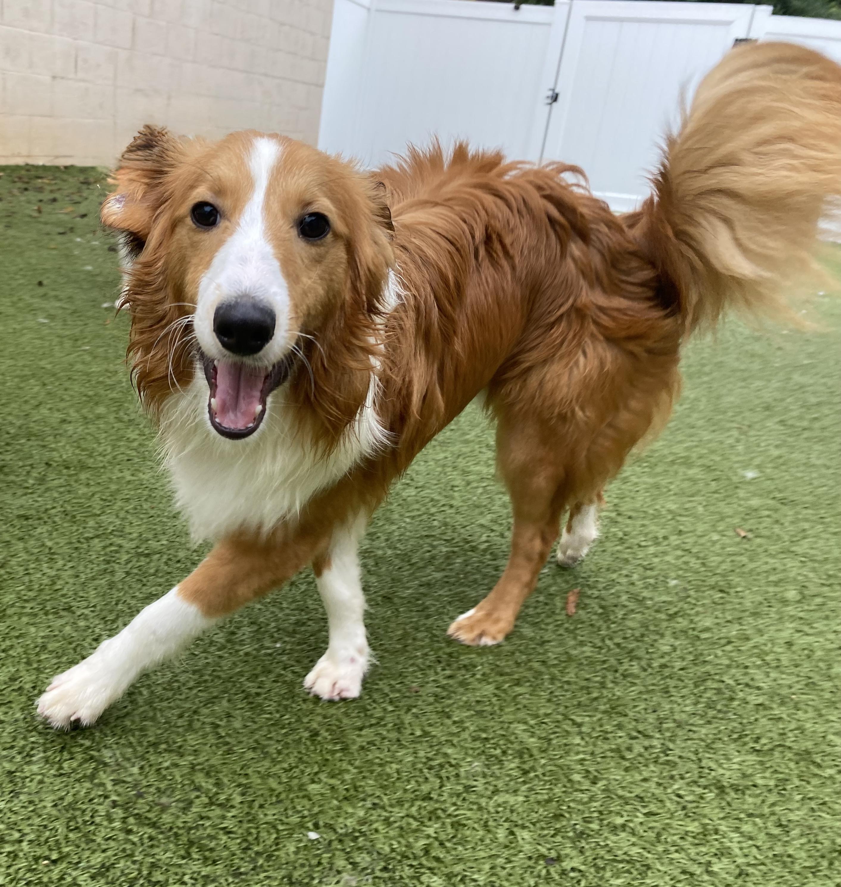 Cloud, an adoptable Shetland Sheepdog / Sheltie, Papillon in Charlotte, NC, 28210 | Photo Image 5