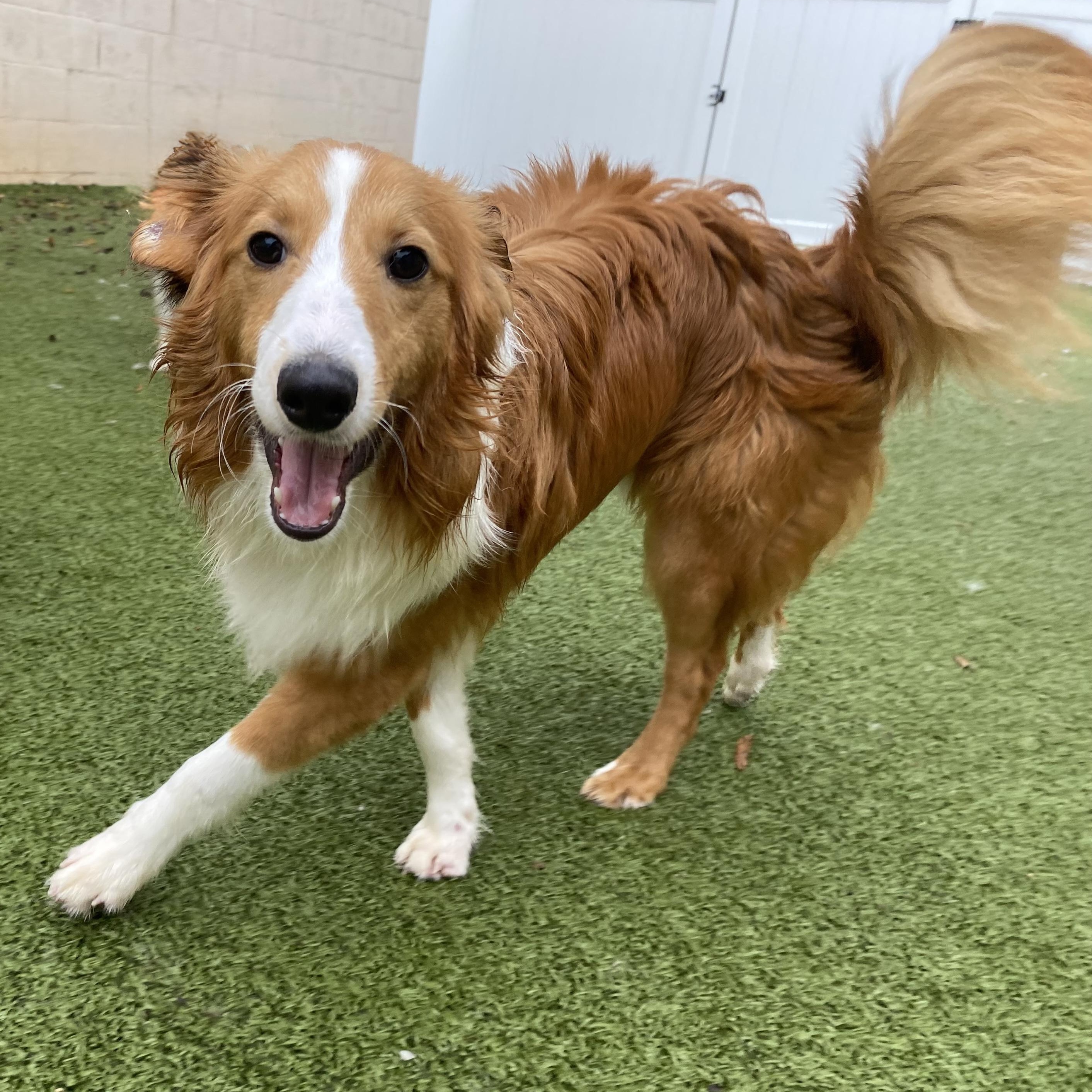 Cloud, an adoptable mixed breed in Charlotte, NC image 2/6