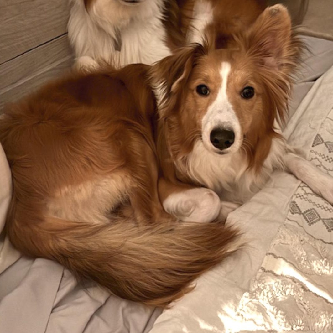 Cloud, adoptable, Young Male Shetland Sheepdog / Sheltie & Papillon.