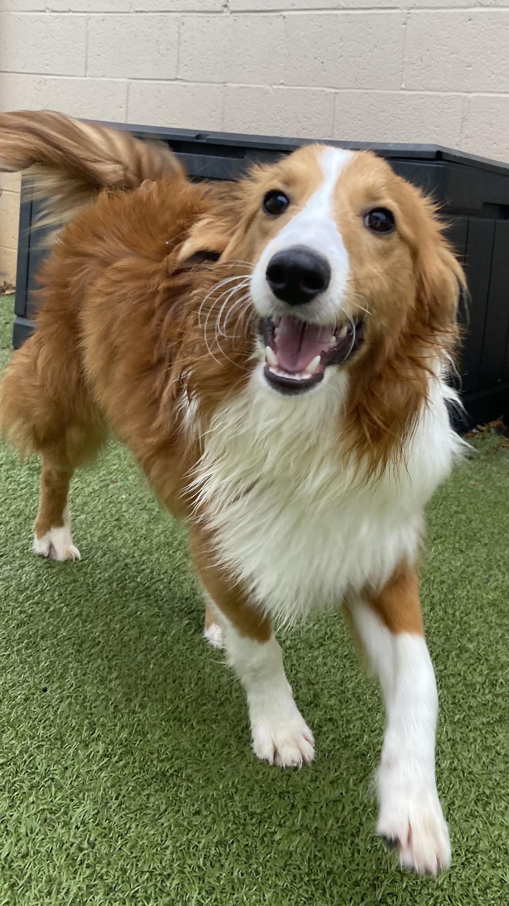 Cloud, an adoptable Shetland Sheepdog / Sheltie, Papillon in Charlotte, NC, 28210 | Photo Image 4