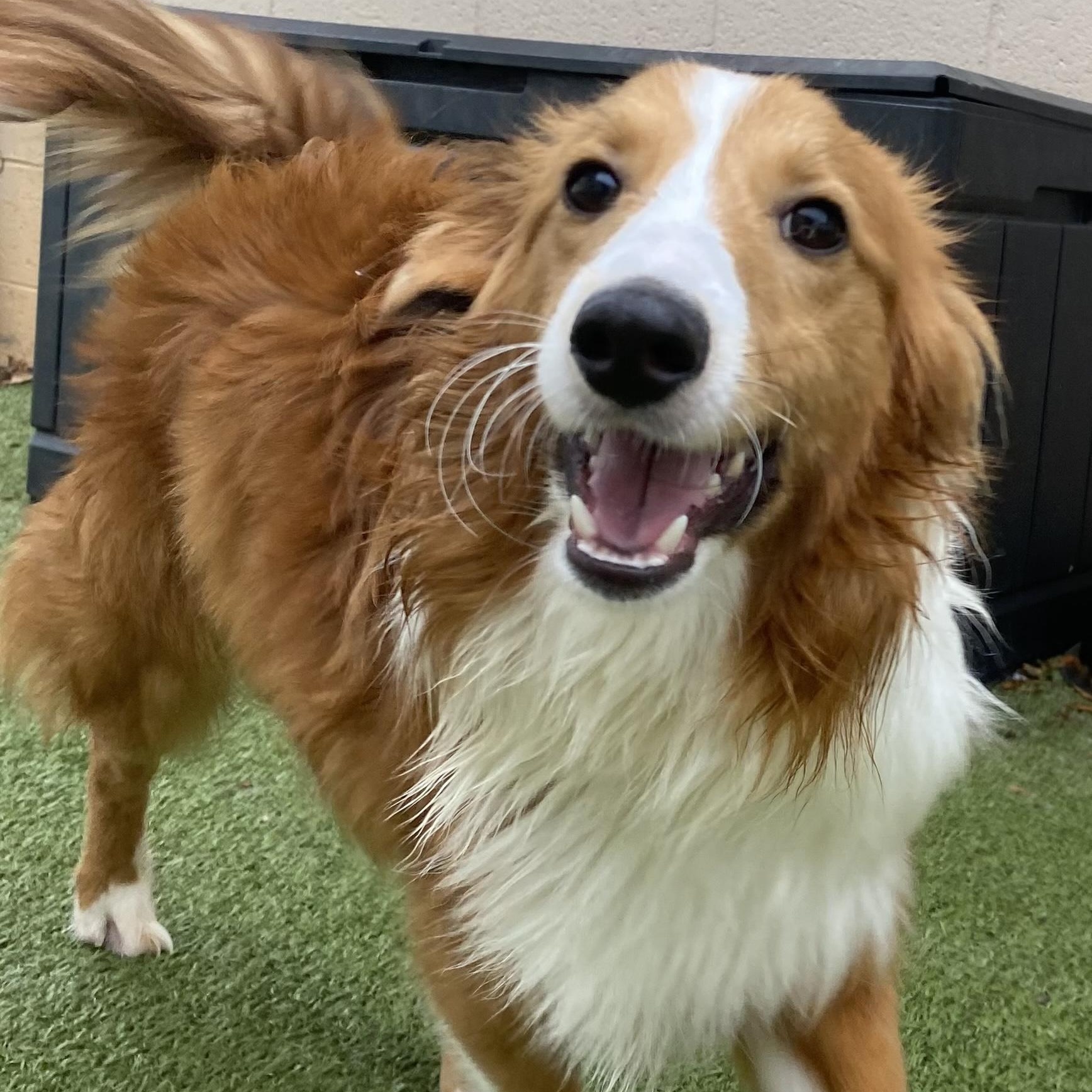 Cloud, an adoptable mixed breed in Charlotte, NC image 3/6