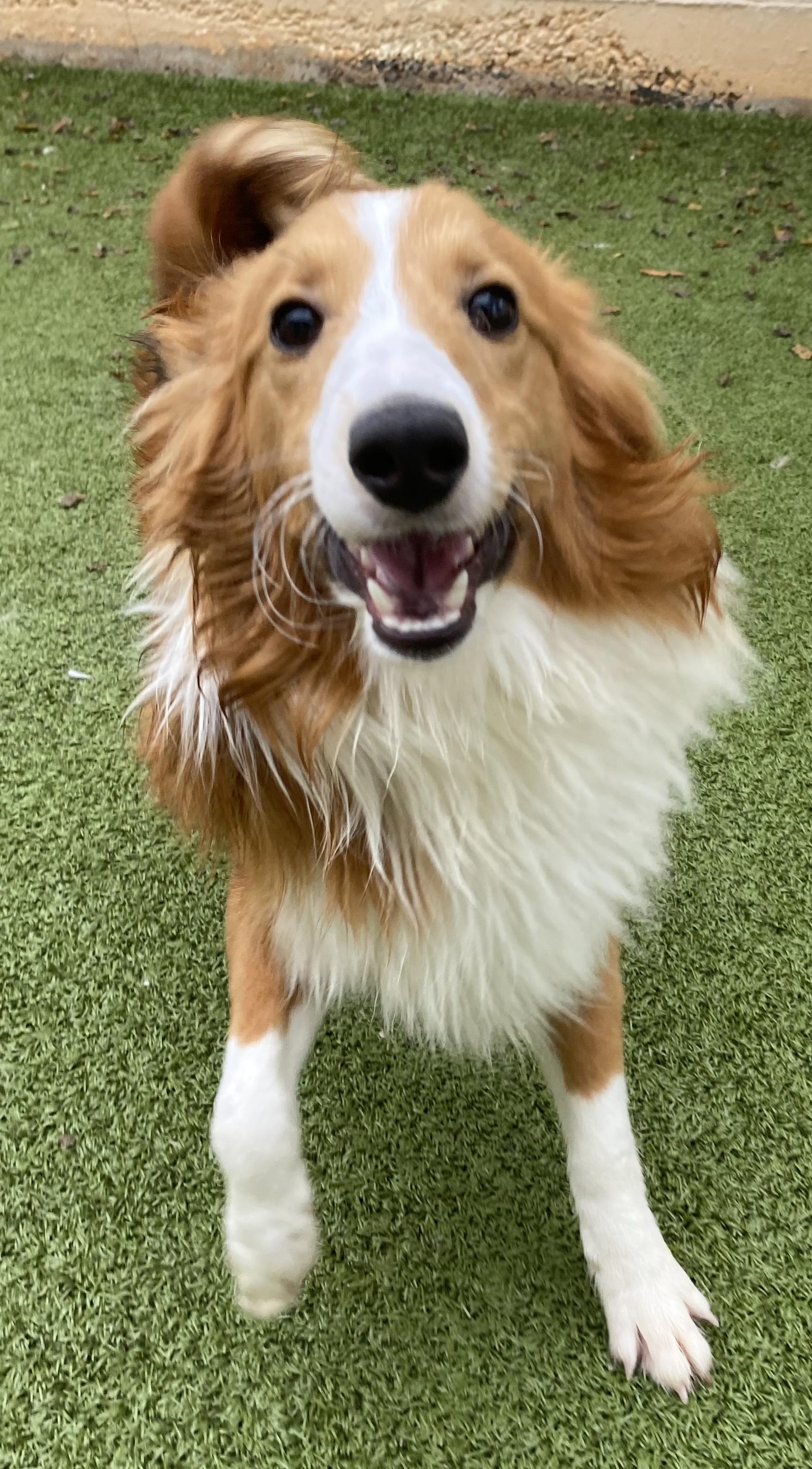 Cloud, an adoptable Shetland Sheepdog / Sheltie, Papillon in Charlotte, NC, 28210 | Photo Image 3