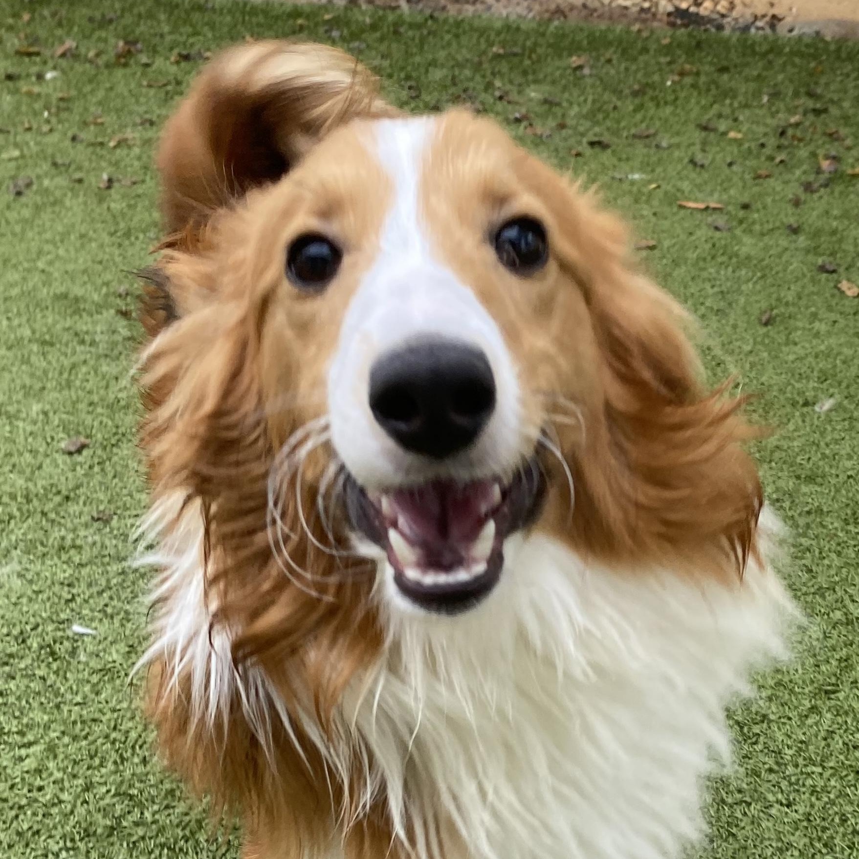 Cloud, an adoptable mixed breed in Charlotte, NC image 4/6