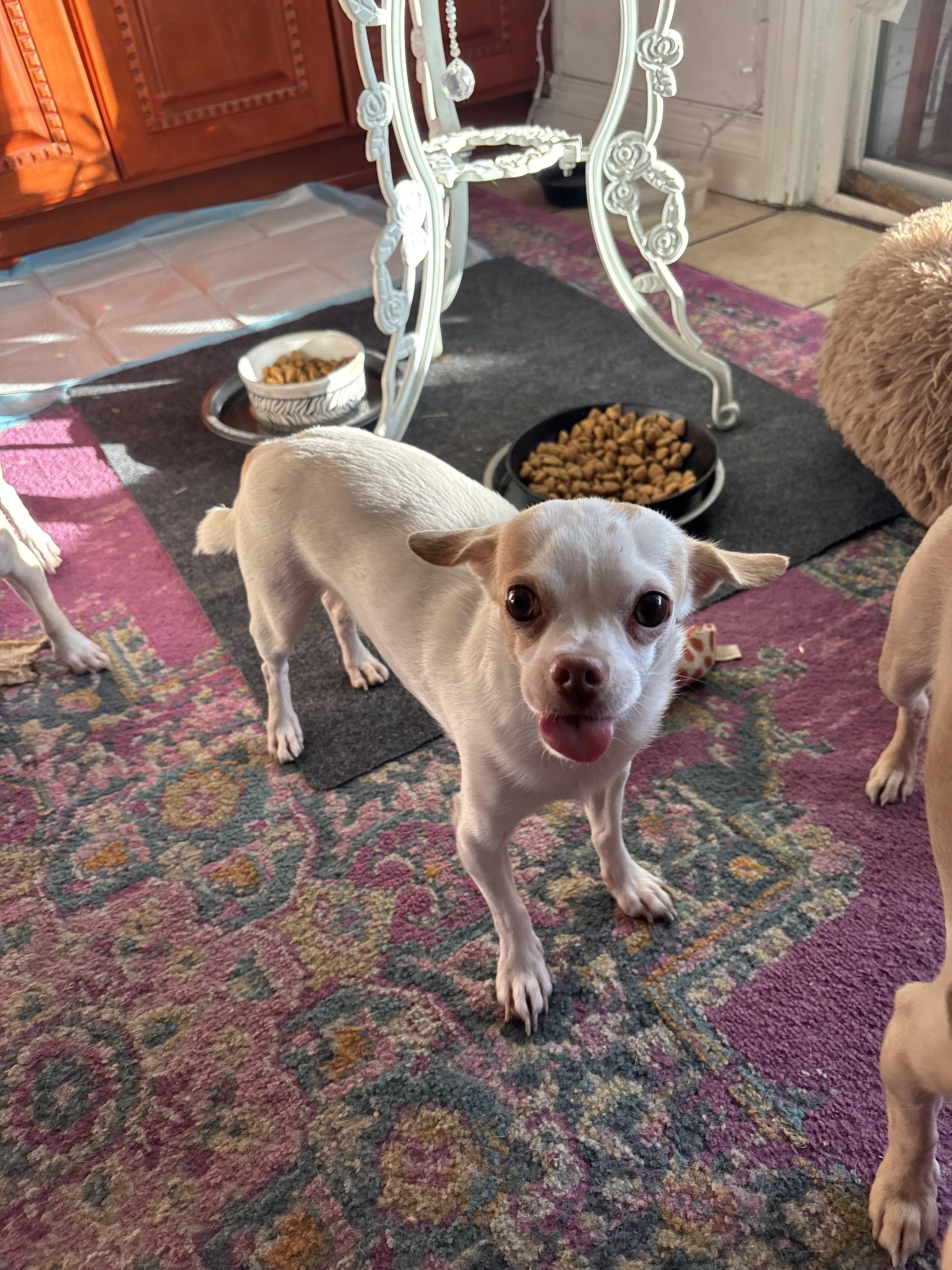 David Spade, Adoptable, Adult Male Chihuahua.