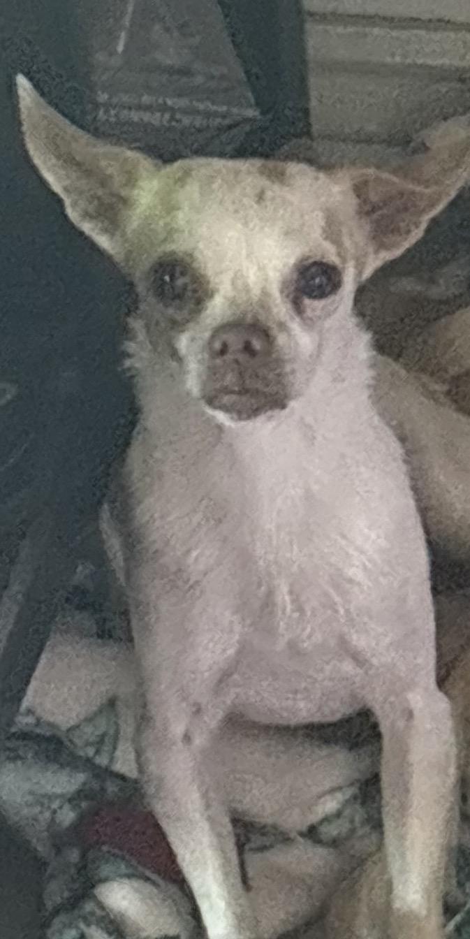David Spade, Adoptable, Adult Male Chihuahua.