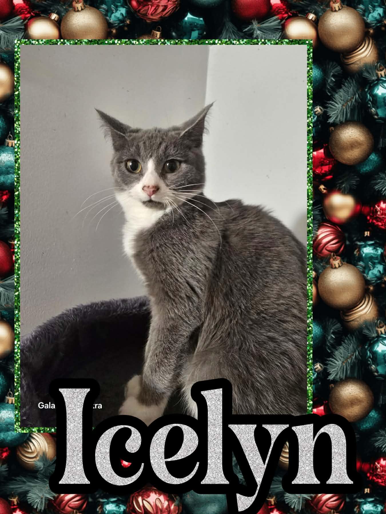 Enlarge Icelyn, an adopted Domestic Short Hair in Plymouth , PA image 1/1