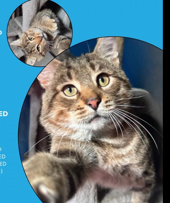 Enlarge Toby, a Adoptable Domestic Short Hair in Rochester, NY image 1/1