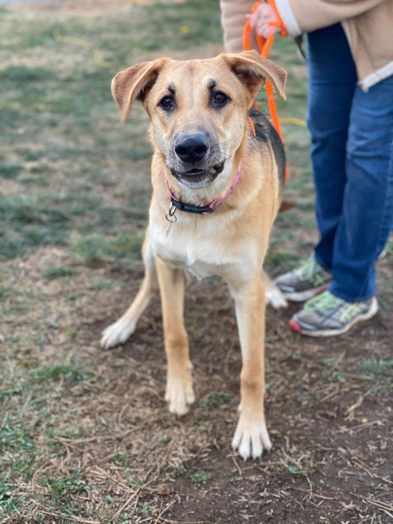 Ara, Adoptable, Adult Female German Shepherd Dog.