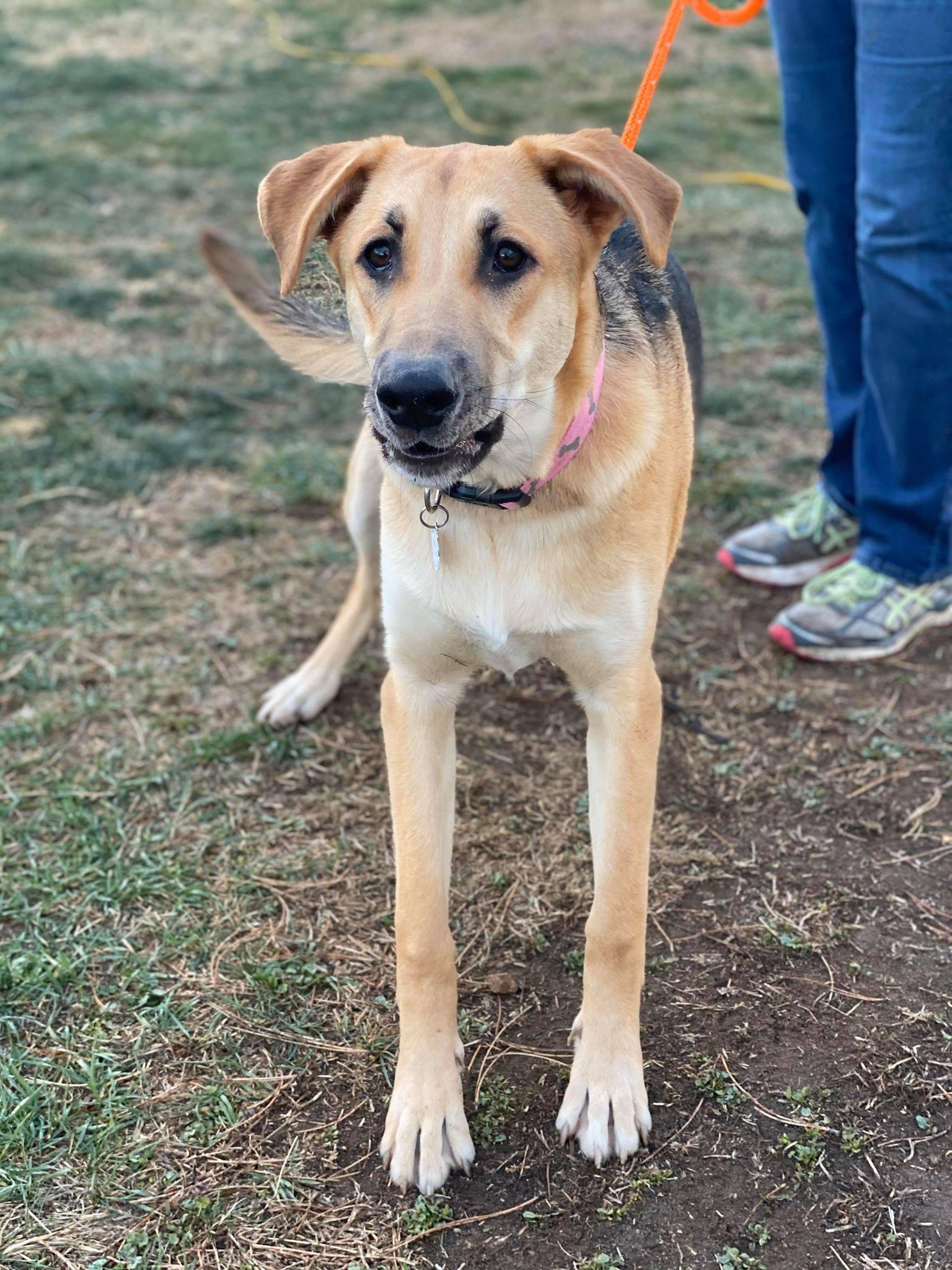 Enlarge Ara, a Adoptable German Shepherd Dog in West Richland, WA image 2/6