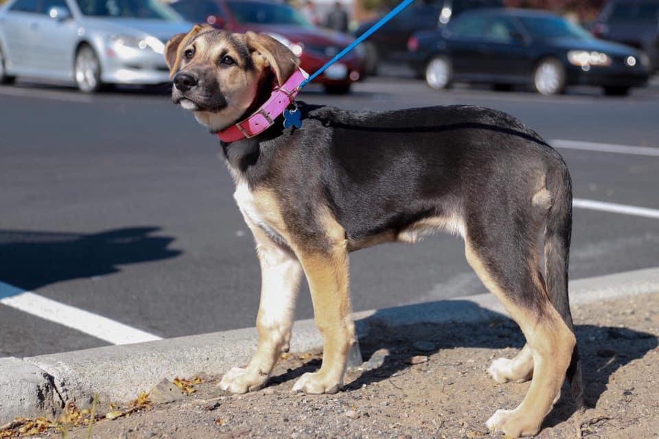 Enlarge Ara, a Adoptable German Shepherd Dog in West Richland, WA image 3/6