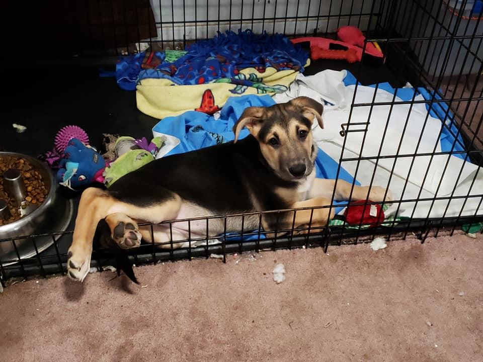 Enlarge Ara, a Adoptable German Shepherd Dog in West Richland, WA image 4/6