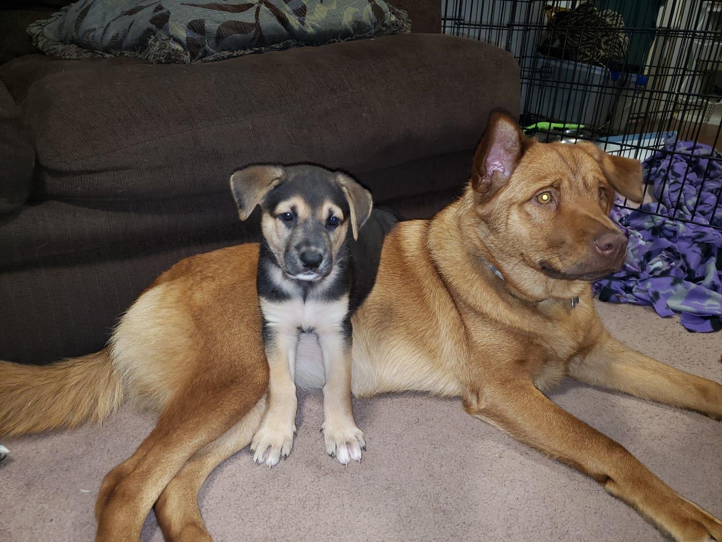 Enlarge Ara, a Adoptable German Shepherd Dog in West Richland, WA image 5/6