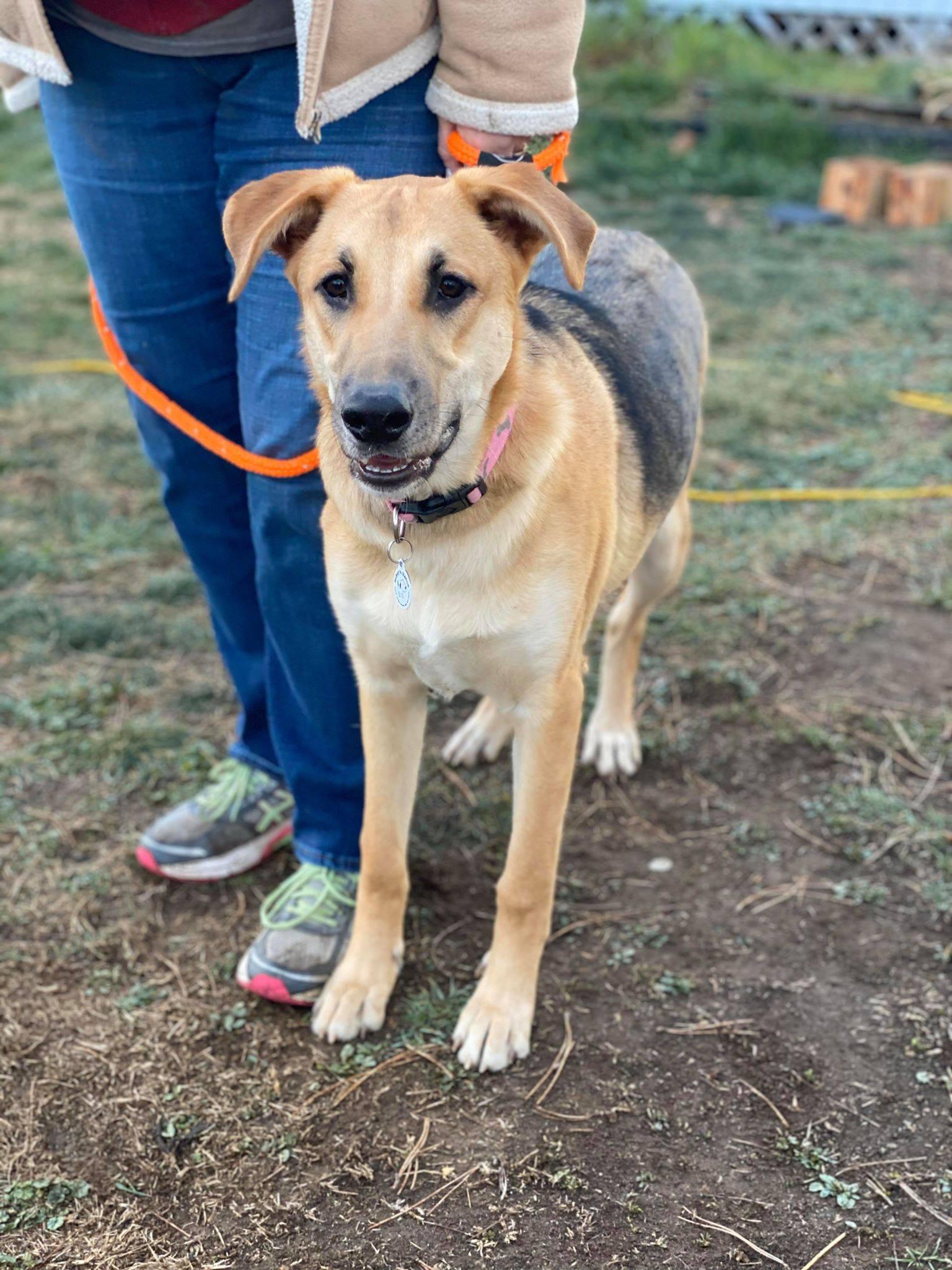 Enlarge Ara, a Adoptable German Shepherd Dog in West Richland, WA image 6/6