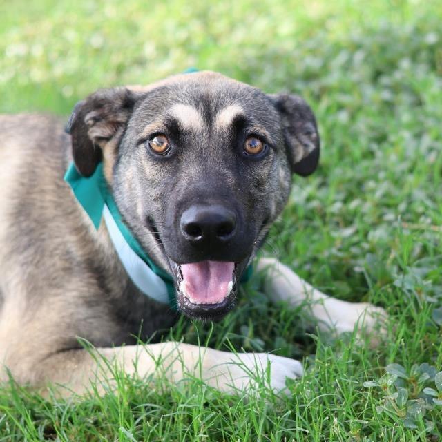 Enlarge Castle, a Adoptable mixed breed in Hagerstown, MD image 1/2