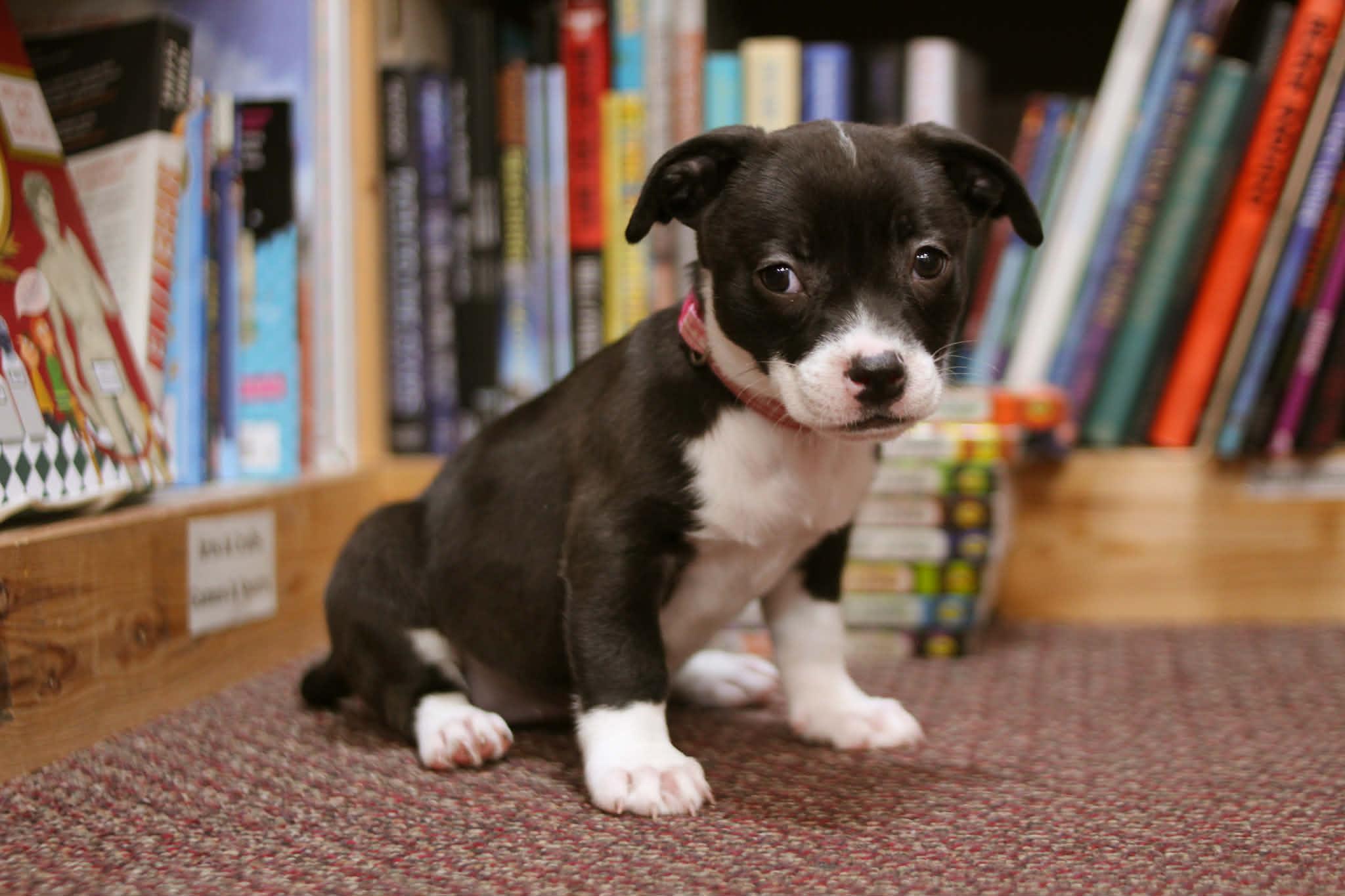 Ramona , an adoptable mixed breed in South Saint Paul, MN image 1/4