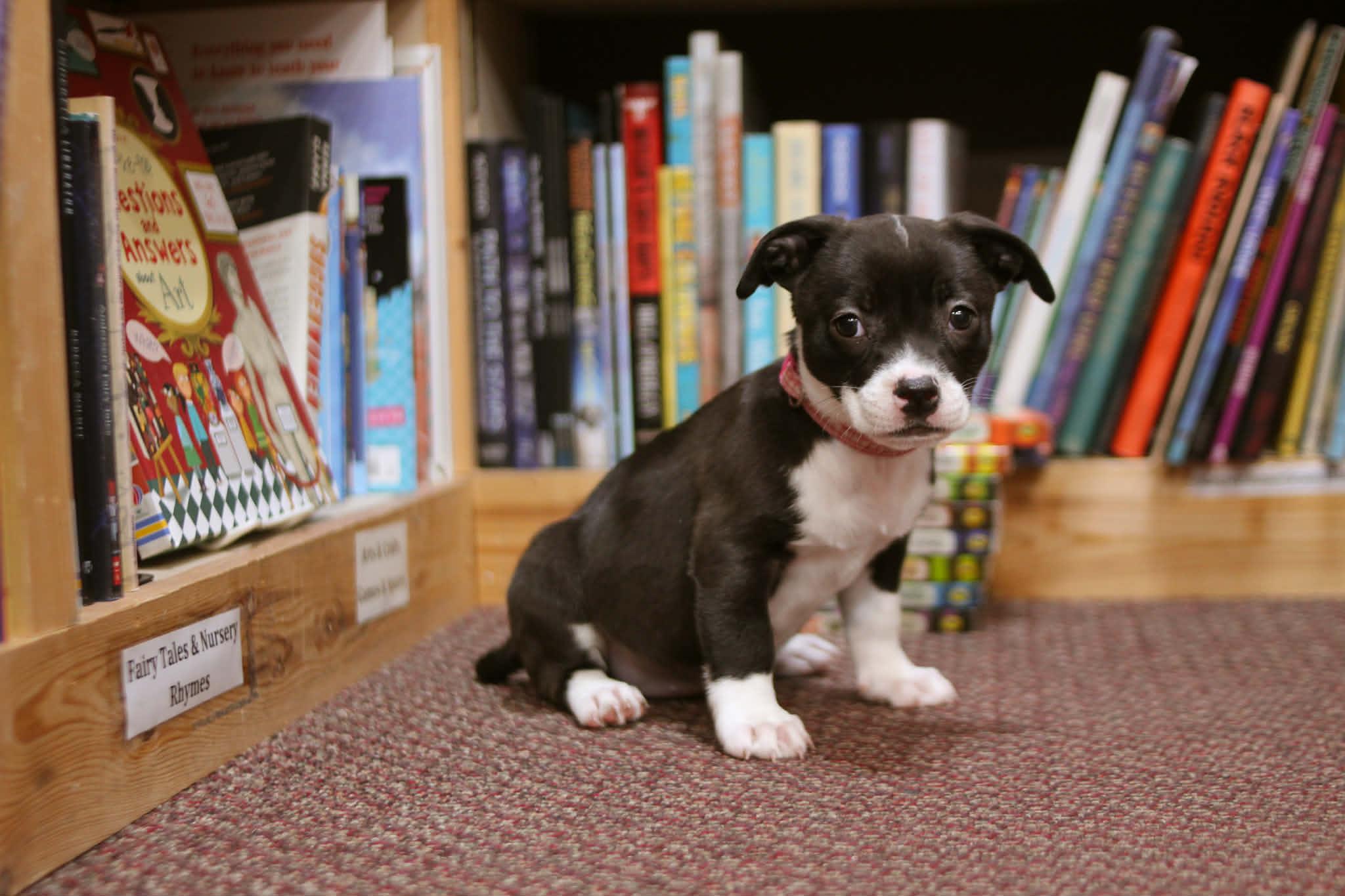 Ramona , an adoptable mixed breed in South Saint Paul, MN image 3/4