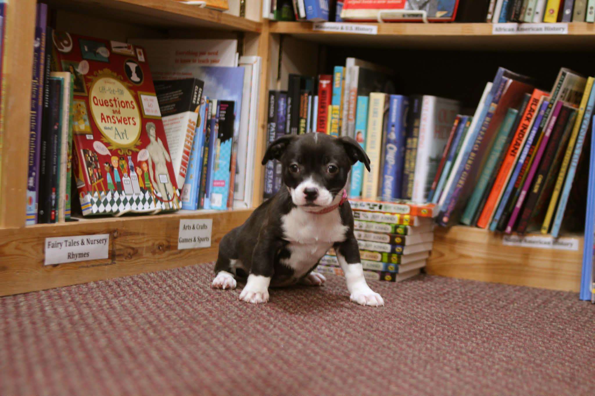 Ramona , an adoptable mixed breed in South Saint Paul, MN image 4/4