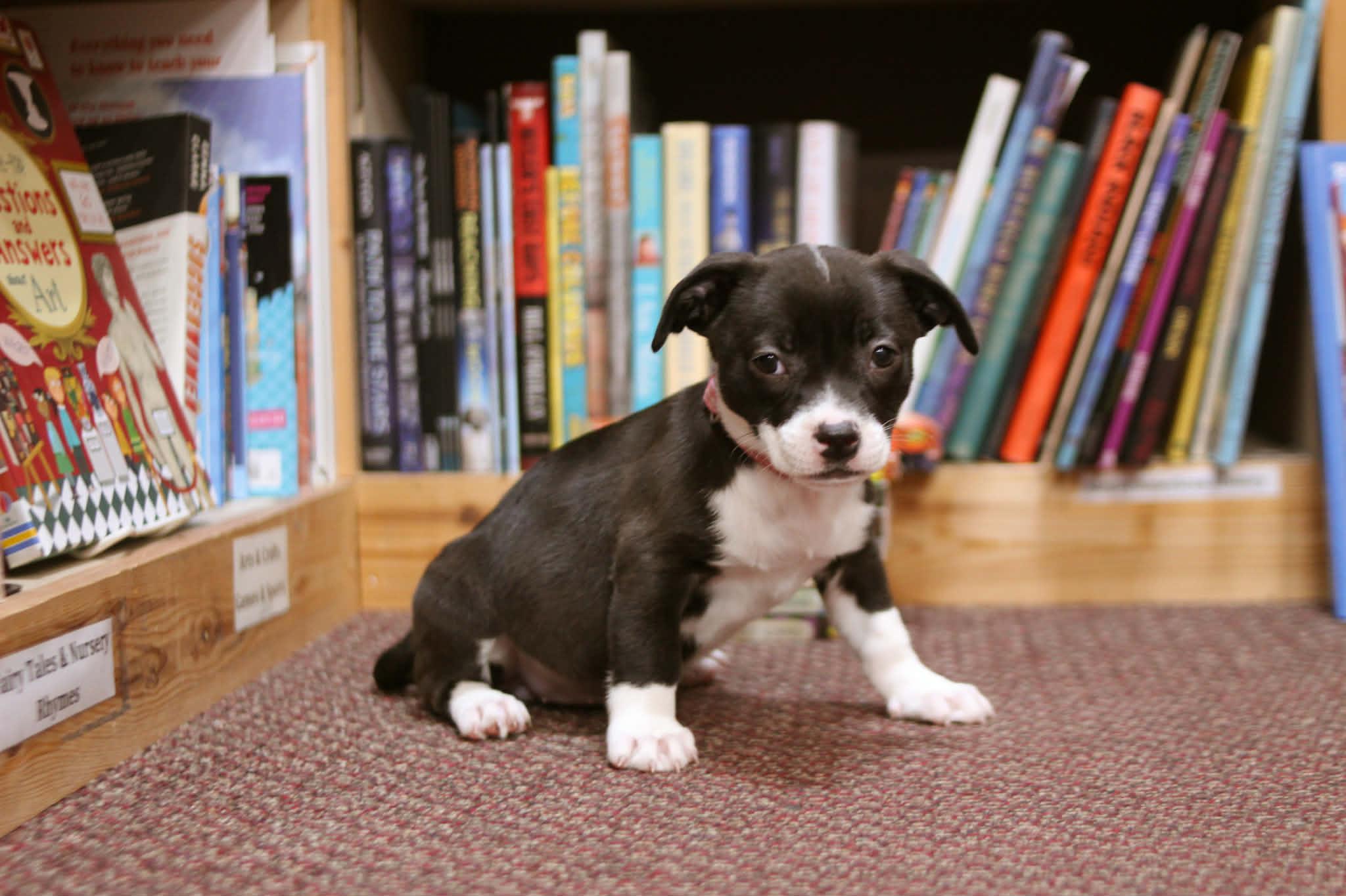 Ramona , an adoptable mixed breed in South Saint Paul, MN image 2/4