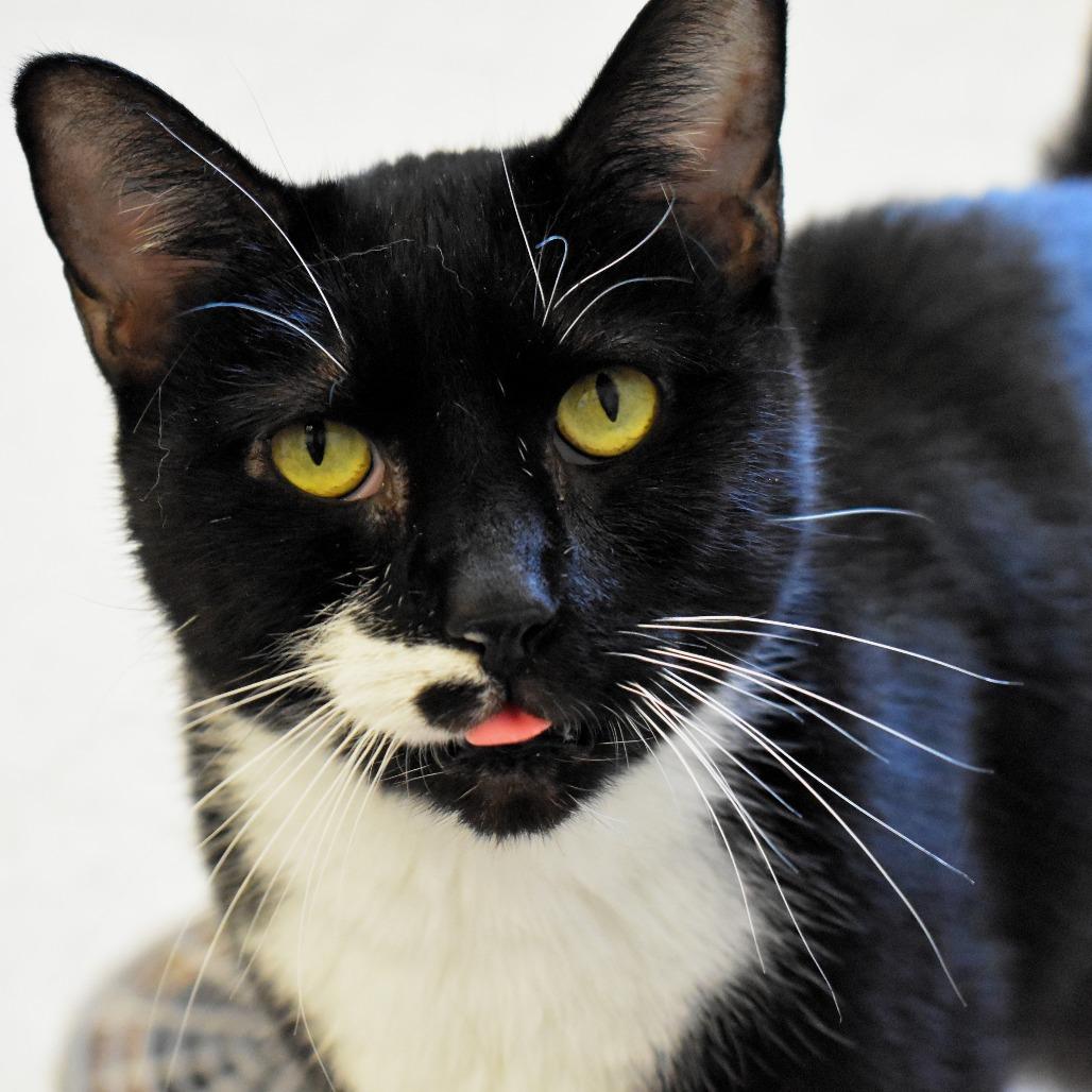 Enlarge Justice, a Adoptable Domestic Short Hair in Waynesboro, PA image 1/2