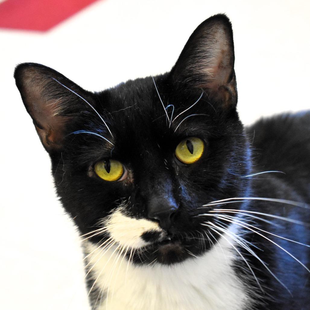 Enlarge Justice, a Adoptable Domestic Short Hair in Waynesboro, PA image 2/2