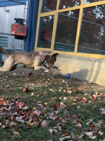 Sunflower, a Adoptable mixed breed in Bensalem, PA image 1/3