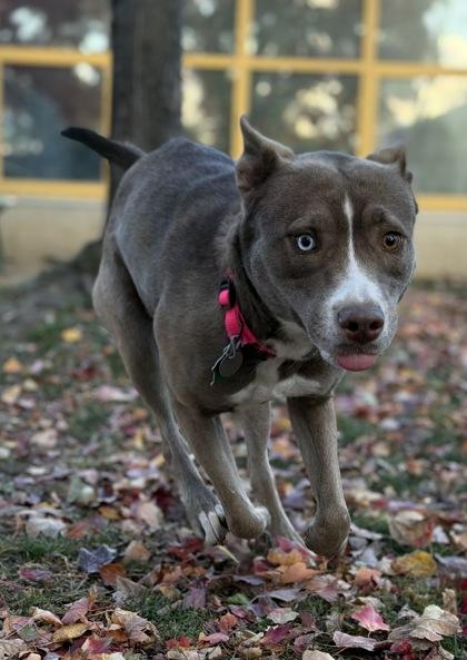 Sunflower, a Adoptable mixed breed in Bensalem, PA image 2/3