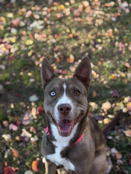 Sunflower, a Adoptable mixed breed in Bensalem, PA image 3/3