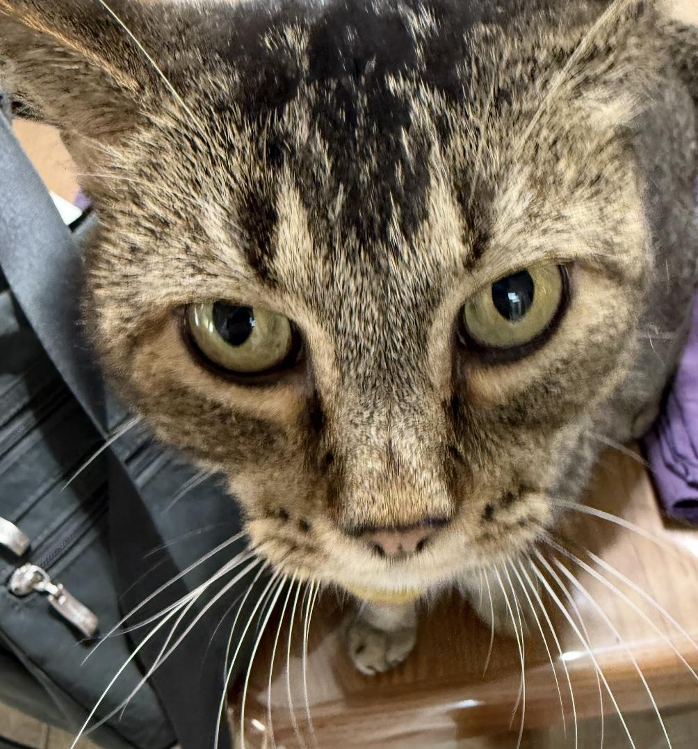 Enlarge Smokey, a Adoptable mixed breed in Yellville, AR image 1/4