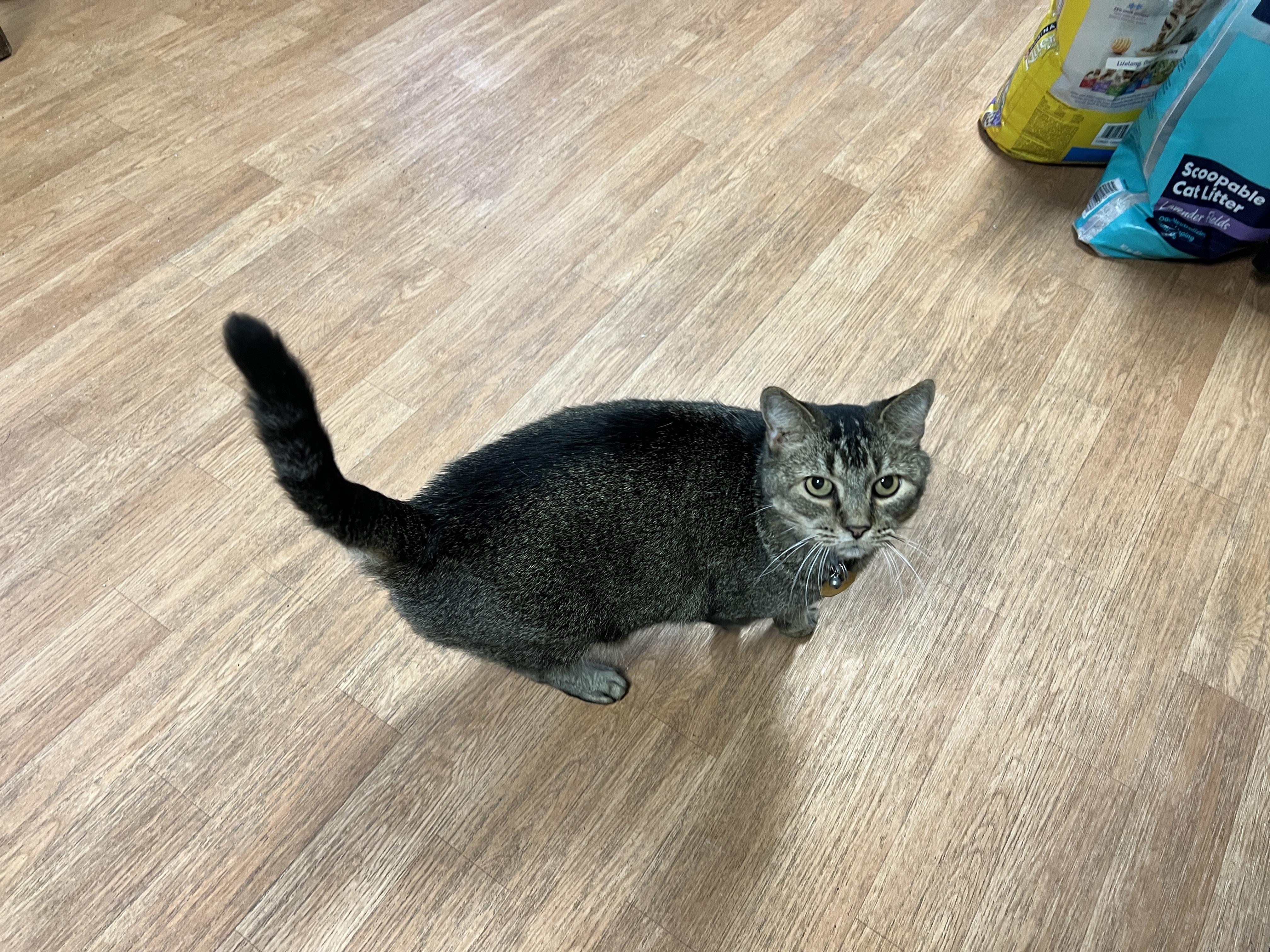 Enlarge Smokey, a Adoptable mixed breed in Yellville, AR image 3/4