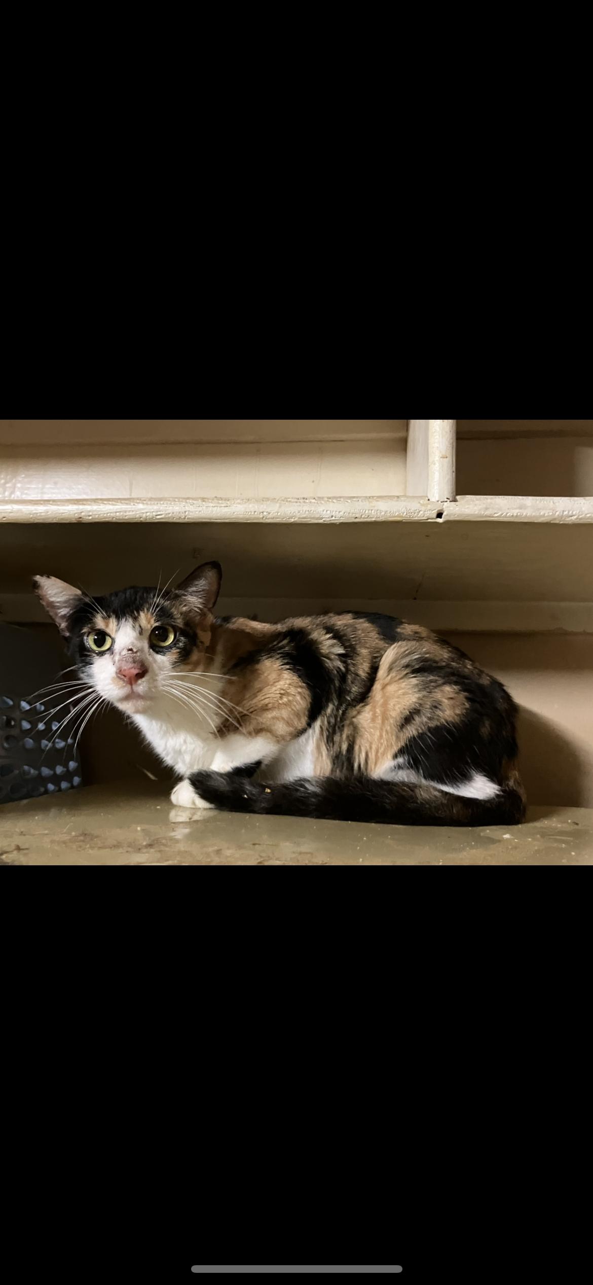 Enlarge Chaos, a Adoptable mixed breed in Olean , NY image 1/1