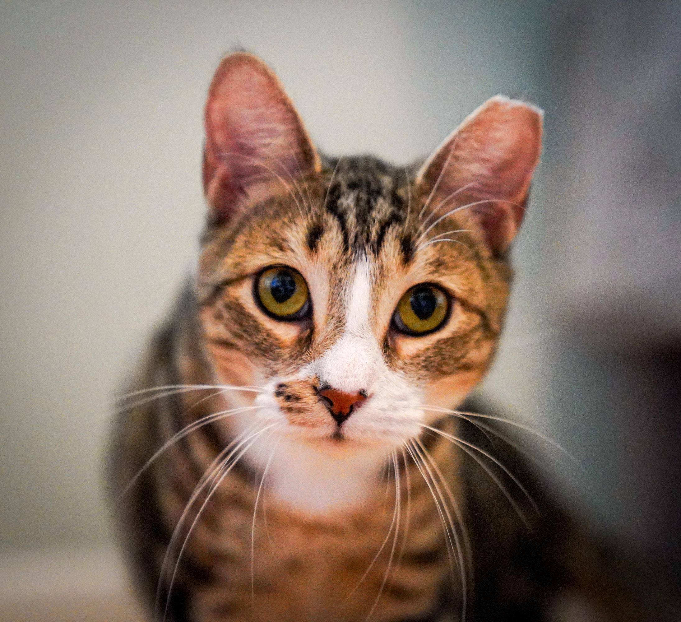 Enlarge Tripp & Elain (FeLV+), a Adoptable mixed breed in Chattanooga, TN image 5/6